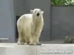 танец медведя