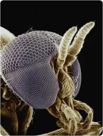Insects + Macromode