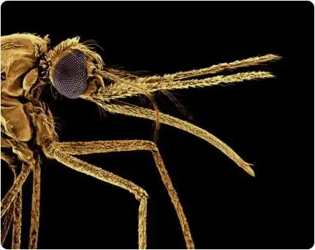 Insects + Macromode