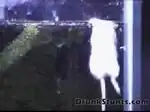 Пираньи и мышка. ЖЕСТЬ! Пираньи и мышка. ЖЕСТЬ!
