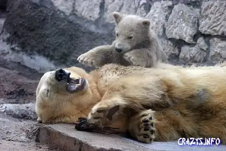 Передача опыта