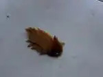 Фигасе жучек в Боливии