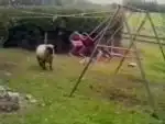 Сумасшедшая овца