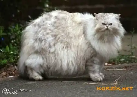 Животные  потолстели