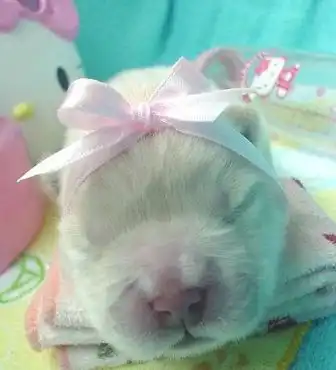 Детишки животных!!!! Детишки животных!!!!
