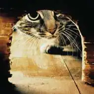 Cats