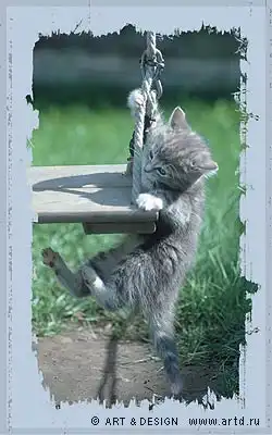 Cats