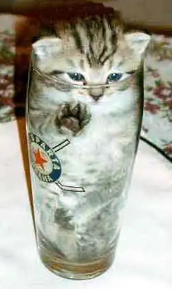 Cats