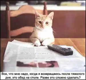 Cats