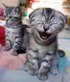Cats