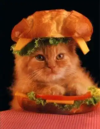 Cats
