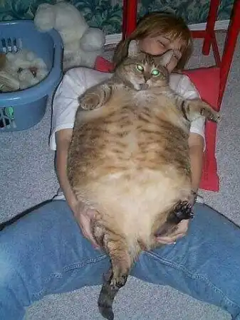 Cats
