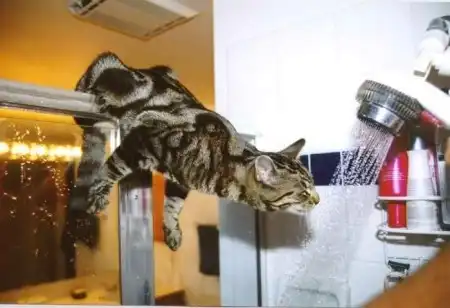 Cats