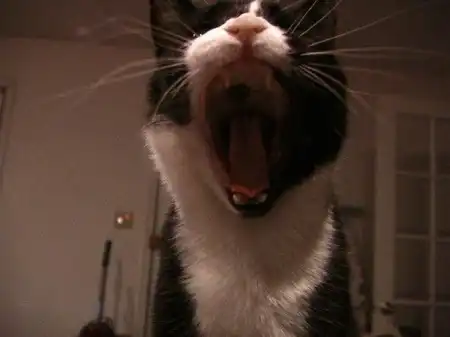 Cats