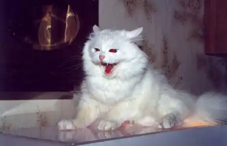 Cats