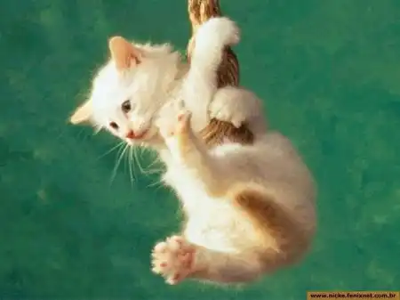 Cats