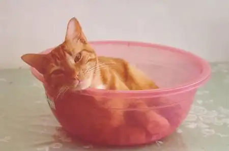 Cats
