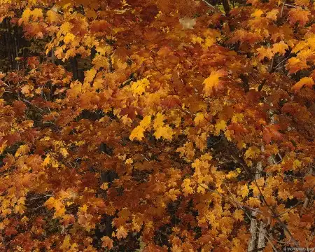 Осенние краски