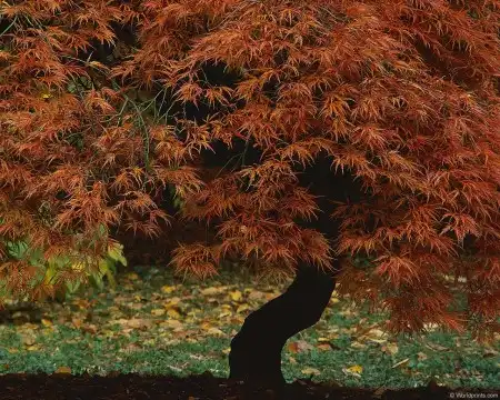 Осенние краски