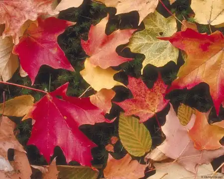 Осенние краски