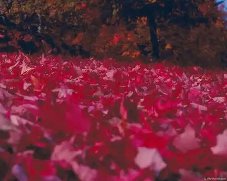 Осенние краски