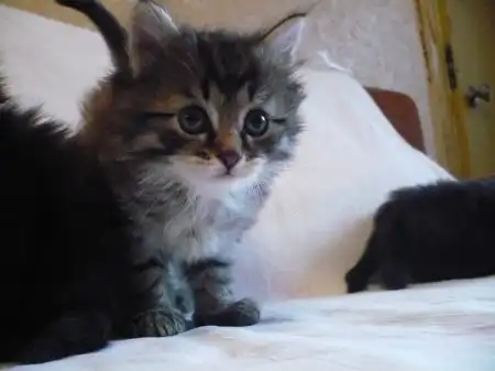 КОТЯТА ИЩУТ ХОЗЯЕВ!!!!!!!!