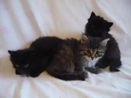 КОТЯТА ИЩУТ ХОЗЯЕВ!!!!!!!!