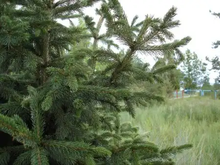 Иссык-Куль 2007