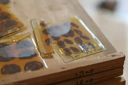 Заброшенная лаборатория по исследованию мозга.
