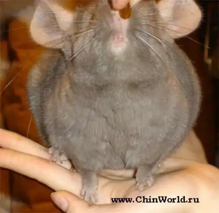 Шиншилла Длиннохвостая