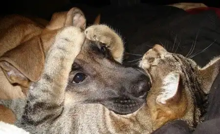 Супер позитив. Кошки и собаки - большая подборка фоток.