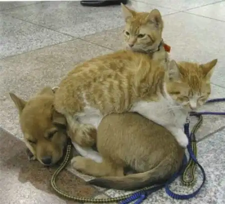 Супер позитив. Кошки и собаки - большая подборка фоток.