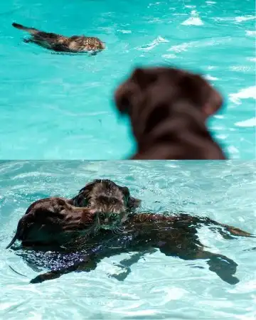 Супер позитив. Кошки и собаки - большая подборка фоток.