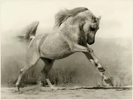 Красивые лошадки (Wojtek Kwiatkowski)