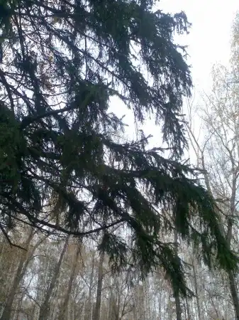 Прогулка по Лагерному саду