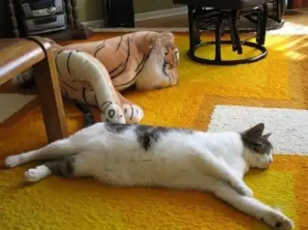 Спящие котятки (20 фото)