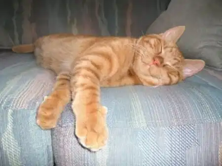 Спящие котятки (20 фото)