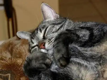 Спящие котятки (20 фото)