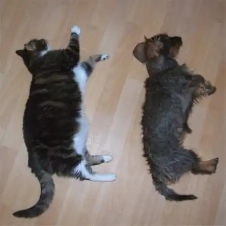 Спящие котятки (20 фото)
