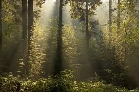Красивые снимки леса