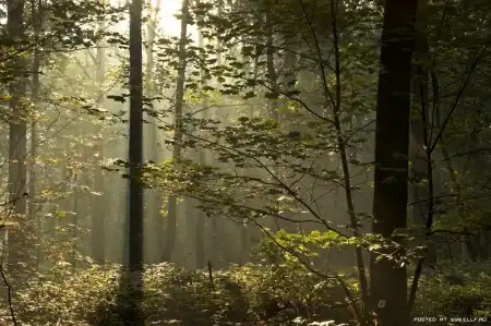 Красивые снимки леса