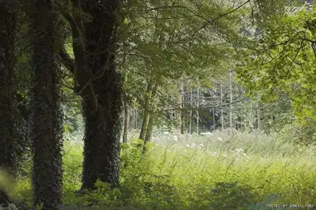 Красивые снимки леса