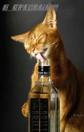 Коты!! Коты!!