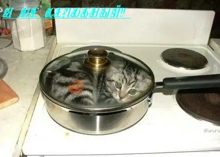 Коты!! Коты!!