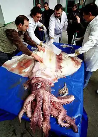 Морские чудовища