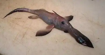 Морские чудовища