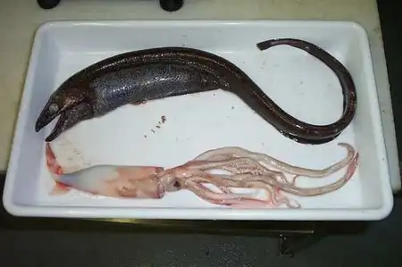 Морские чудовища