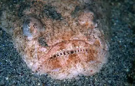 Морские чудовища