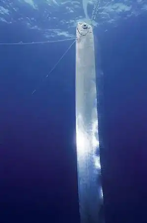 Морские чудовища