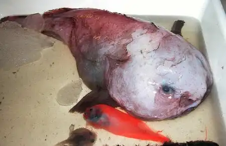 Морские чудовища